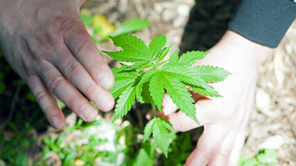 Cannabis. bush marijuana on blurred background. bush cannabis on the palm. male hands are holding a hemp bush, a twig on the palms. culture, medicine and hemp products, ecology, green leaves