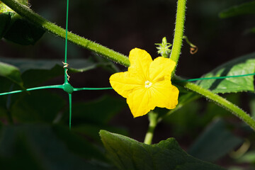 blooming cucumber. yellow flowers on cucumber isolated on white background. a small sprout of a cucumber, green leaves and a yellow flower. close-up. concept of seedlings, planting vegetables, harvest