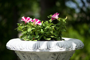 Petunia. urns with flowers in the spring park. Stone pot with plants in a country garden. beautiful...