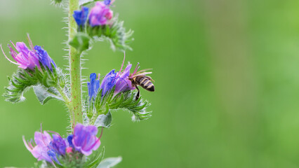 A bee collects honey on blue flowers on nature. macro photo of insects. delicate meadow flower. european honey bee. pollination of plants in nature. spring time