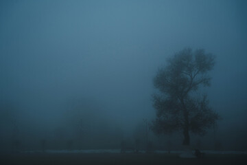 misty mystical landscape with lonely tree in park in the fog mist in winter evening