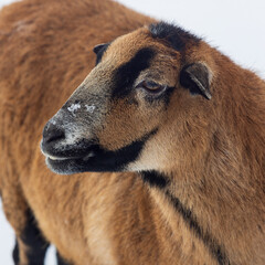 Kamerun-Schaf Nahaufnahme