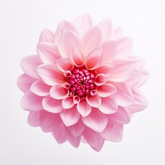 Flower vast in pink color isolated on white background, Pink Dahlia macro flower