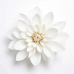 Flower vast in white color isolated on white background, chamomile flower