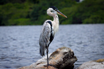 Rio de Janeiro, RJ, Brazil, 01/21/2024 - Cocoi heron, Ardea cocoi, garca-moura, maguari, perched on a rock at Rodrigo de Freitas Lagoon, Lagoa neighborhood