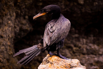 Rio de Janeiro, RJ, Brazil, 01/21/2024 - Neotropic cormorant, Nannopterum brasilianum, bigua, bird spreading its wings perched on a rock at Rodrigo de Freitas Lagoon, Lagoa neighborhood