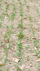 A small plant in soil, corn leaves, green sprout. Ecology, environmental protection. Greenhouse work. corn seedlings in field, small plants. spring, start of work, agriculture, close-up