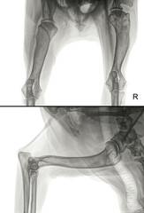 Above a dorso-ventral X-ray of the head of the right (R) humerus of a dog with bone cancer (osteosarcoma). Below lateral X-ray of the upper arm of the same dog. Isolated on white
