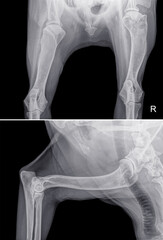 Above a dorso-ventral X-ray of the head of the right (R) humerus of a dog with bone cancer...