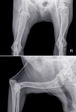 Above a dorso-ventral X-ray of the head of the right (R) humerus of a dog with bone cancer (osteosarcoma). Below lateral X-ray of the upper arm of the same dog. Isolated on black
