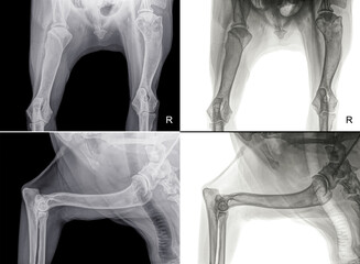 Above a dorso-ventral X-ray of the head of the right (R) humerus of a dog with bone cancer (osteosarcoma). Below lateral X-ray of the upper arm of the same dog. Isolated on black (left) and white