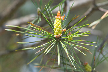 pinus resinosa. young Pineoung tender cones on a pine branch in the forest. Pinus resinosa, Male Pollen Cone, Pinecone, in Early Spring. natural background, medicinal, fragrant needles. Close-up Pine