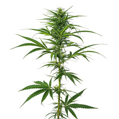Obraz premium PNG cannabis plant PNG transparent, generative AI