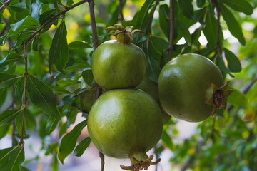 delicious pomegranate bunches ready for harvesting