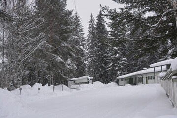 Very beautiful winter landscape, real big pine trees, fir trees, spruces in white snow growing in the city of Varkaus, Finland.