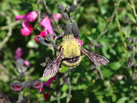 Pubescent carpenter bee (Xylocopa pubescens), male feeding on pink baby sage flowers