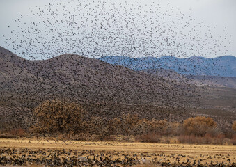 Migration of black birds