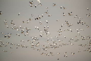 flock of snow geese
