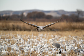 Sandhill crane flying over snow geese.