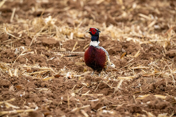 Pheasant in field