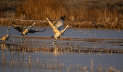 Sandhill cranes take off