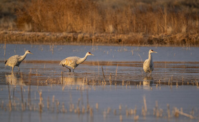 Sandhill cranes in water