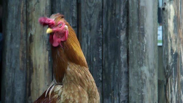 Brown Hen at the Poultry Farm. Close Up. 4K Resolution.