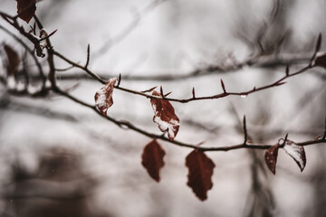 Winter sleeping forest in Slovakia. Stupava. Pajstun. January 2024