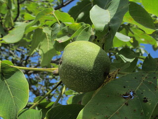 green apple on tree