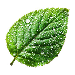 Macro view of green leaf with water drops. Eco-friendly, ecological cleanliness concept. 