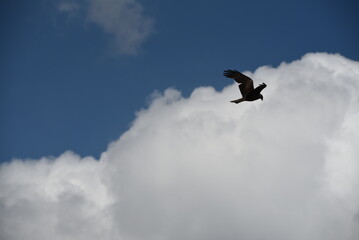 Milan noir, Black kite, Château de Penthes, Penthes Castle, Genève, Geneva, Suisse, Switzerland