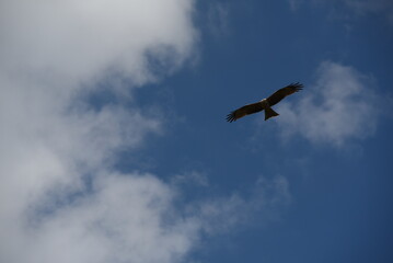 Milan noir, Black kite, Château de Penthes, Penthes Castle, Genève, Geneva, Suisse, Switzerland