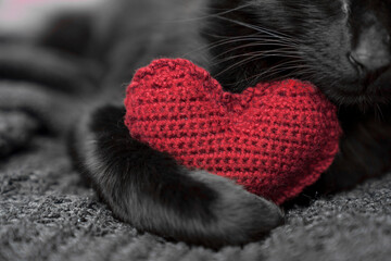 A red knitted heart in the paws of a cat. A postcard with a gray and black fluffy cat for Valentine's Day. Festive background with a cat. copy space