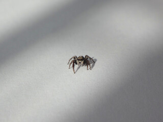 Male fleecy jumping spider (Pseudeuophrys lanigera) on white sheet of paper