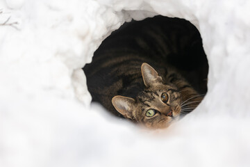 Katze in Schneehöhle
