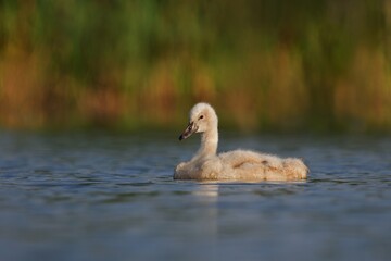 swan on the lake