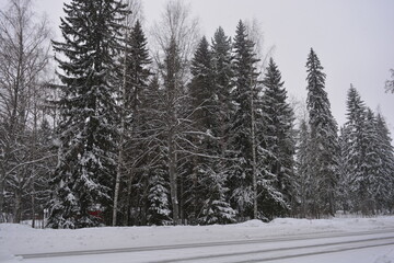 Very beautiful landscape, real big pine trees, fir trees, spruces in white snow growing in the city of Varkaus, Finland.