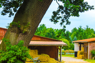 Huge old oak tree at the farm in Germany.