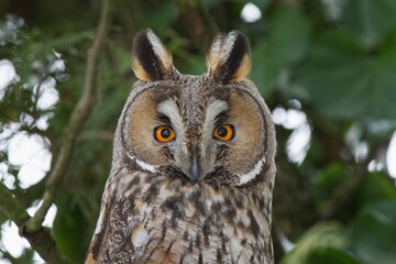 owl