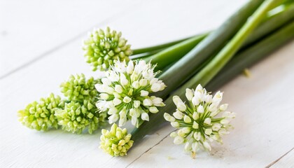 stem and flowers of society garlic isolated against white
