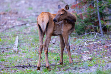 Young Rocky Mountain elk (wapiti) , seen in the wild in Wyoming