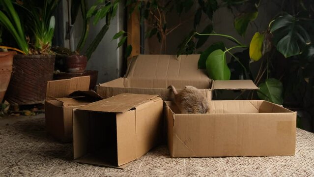A gray rat runs through the boxes.