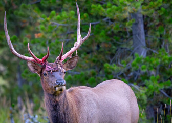 Rocky Mountain  elk shedding its antler velvet, , seen in the wild in Wyoming