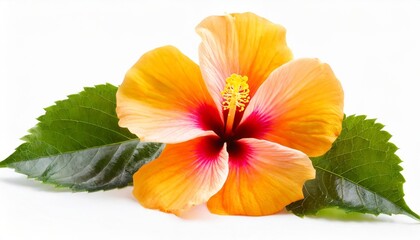 hawaiian hibiscus flower isolated