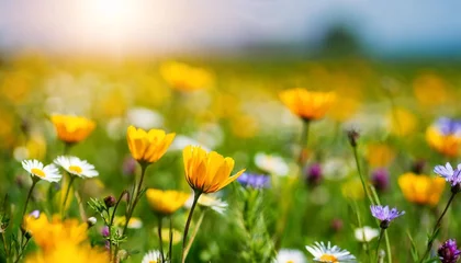 Foto op Canvas colorful spring summer landscape with wild flowers in meadow in nature glow in sun selective focus shallow depth of field © Charlotte