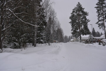 Very beautiful landscape, real big pine trees, fir trees, spruces in white snow growing in the city of Varkaus, Finland.