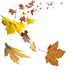 leaf leaves falling fall autumn backgorund isolated - 3d rendering