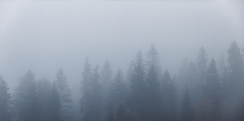 Forest spruce trees in the fog. Spruce trees silhouette on mountain hill forest in the autumn foggy...
