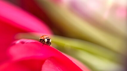 Ladybug sits on red tulips. Macro photo with a lady's flower against a background of pink tulips with beautiful bokeh. Fantastic background with flowers and highlights.