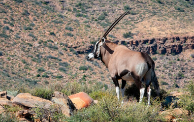 On the edge of the escarpment. A gemsbok cow (Oryx gazella) observes her environment in the Karoo National Park, Western Cape.